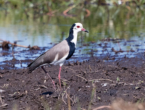 Long-toed Lapwing